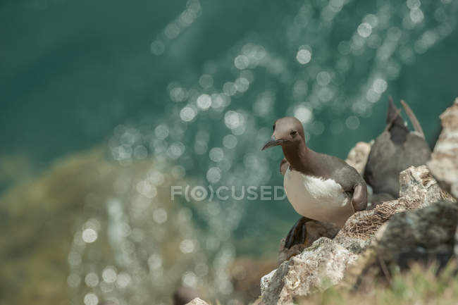 Guillemot en una cornisa de acantilado . - foto de stock