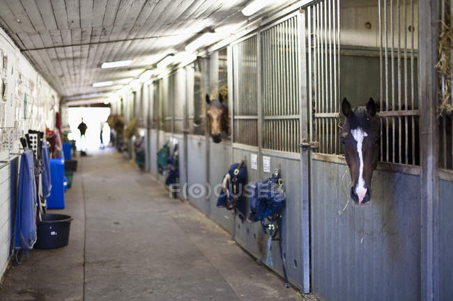 focused_205575566-Head-horses-stables-blurred-silhouette.jpg