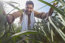 Tiefansicht eines glücklichen indischen Bauern im hohen Gras vor blauem Himmel — Stockfoto