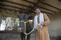 Smiling Indian male farmer near black cow in barn — Stock Photo