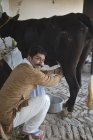 Rückansicht Milchmann melkt Kuh im Stall — Stockfoto