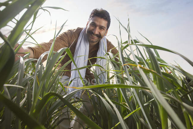 Низкий угол зрения счастливый индийский фермер в высокой траве против голубого неба — стоковое фото