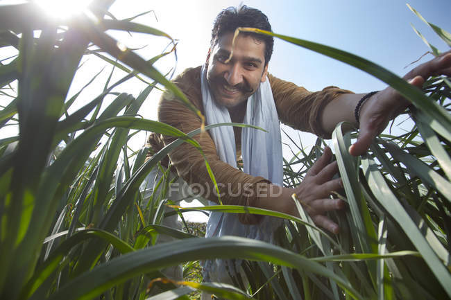 Low angle view of Happy Indian farmer in tall grass against blue sky — Stock Photo
