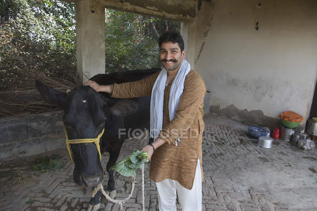 Granjero indio sonriente cerca de vaca negra en granero - foto de stock