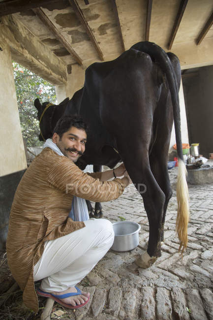 Visão traseira de leiteiro ordenhando vaca no celeiro — Fotografia de Stock