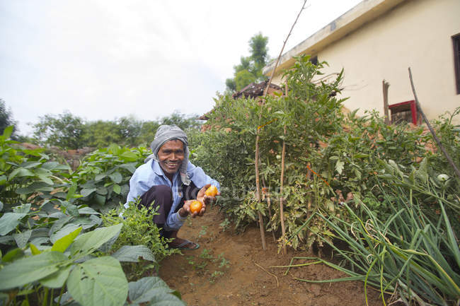 Alter Mann zeigt Tomaten, die er in seinem Garten anbaut — Stockfoto