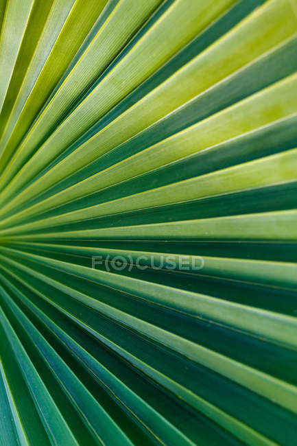 Hoja de palma verde de cerca - foto de stock