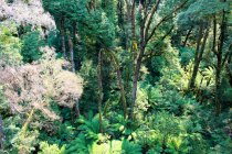 Австралія, Great Ocean Road, Otway літати верхівка дерева, мальовничим лісом вигляд зверху — стокове фото