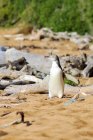 Nueva Zelanda, Isla Sur, Oamaru, Jigging Penguin en la playa de arena vista de cerca - foto de stock