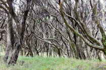 Nova Zelândia, Ilha do Sul, Tasman, Puponga, Caminhada na Farewell Spit, vista panorâmica da floresta — Fotografia de Stock