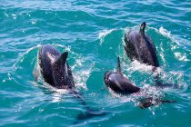 Nova Zelândia, Ilha do Sul, Cantuária, Baía do Sul, Kaikoura, Golfinhos em águas marinhas turquesa — Fotografia de Stock