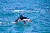 Новая Зеландия, Южный остров, Кантербери, Южный залив, Кайкоура, Дельфин Тур, Дельфин Встреча Тур на восходе солнца, Дельфин прыжки с моря — стоковое фото