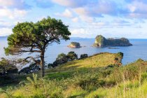 Nova Zelândia, Ilha do Norte, Waikato, Hahei, Hahei, caminhada até a Cathedral Cove, paisagem marinha cênica com árvores na costa verde — Fotografia de Stock