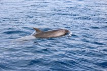 Плавник дельфина торчит из морской воды — стоковое фото