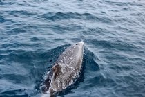 Дельфін fin прилипання з морською водою — стокове фото