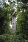 Nueva Zelanda, Isla Norte, Northland, Waipoua Kauri Forest, Kauri Forest - foto de stock