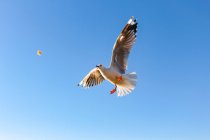 New Zealand, North Island, Northland, Mangonui, Bottom view of flying seagull catching piece of bread — Stock Photo