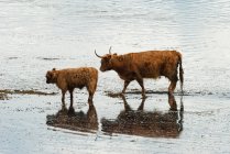 United Kingdom, Scotland, Argyll and Bute, Ledaig, Scottish Highland Cattle at Ledaig — Stock Photo