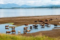 Regno Unito, Scozia, Argyll and Bute, Oban, Scottish Highland Cattle near Oban — Foto stock