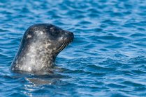 Reino Unido, Escocia, Highlands, Isla de Skye, foca nadando en el mar - foto de stock