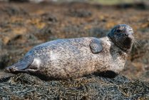 United Kingdom, Scotland, Highlands, Isle of Skye, seal on island of Skye near Dunvegan Castle — Stock Photo
