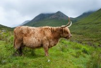 Reino Unido, Escocia, Highland, Isla de Skye, Highland Cattle o Kyloe en Isla de Skye - foto de stock