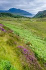 United Kingdom, Scotland, Highland, Gairloch, Traveling in Highland near Achnasheen, green meadow and mountains view on background — Stock Photo