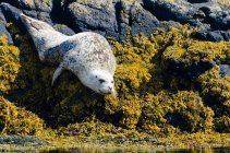Reino Unido, Escócia, Highland, Ilha de Skye, selo na baía da ilha com pedras cobertas por algas — Fotografia de Stock