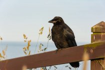 Crow bird on wooden fence by Dunnottar Castle, Stonehaven, Aberdeenshire, Escócia, Reino Unido — Fotografia de Stock
