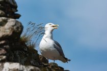Reino Unido, Escócia, Aberdeenshire, Stonehaven, grande plano de uma gaivota — Fotografia de Stock