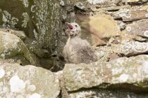 Reino Unido, Escócia, Aberdeenshire, Stonehaven, pequena gaivota bebé na parede de pedra close-up — Fotografia de Stock