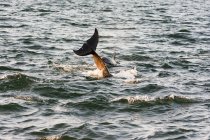 Reino Unido, Escócia, Highlands, Fort Isles, Chanonry Point, Black Isle, Tursiops swimming, Bottlenose Dolphin in sea at sunset — Fotografia de Stock