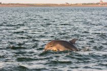 Regno Unito, Scozia, Highlands, Fort Isles, Chanonry Point, Black Isle, Bottlenose Dolphin al tramonto — Foto stock
