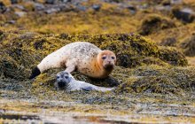 Reino Unido, Escocia, Highlands, Isla de Skye, focas en la isla de Skye cerca del castillo de Dunvegan - foto de stock