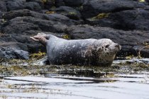 Великобритания, Шотландия, нагорье, остров Скай, тюлень на берегу водорослей — стоковое фото