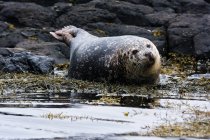 United Kingdom, Scotland, Highlands, Isle of Skye, seal on island of Skye near Dunvegan Castle — Stock Photo