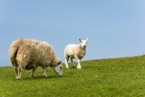 Reino Unido, Escocia, Highland, Isla de Skye, Glendale, ovejas en los pastos - foto de stock
