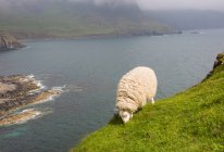 Reino Unido, Escocia, Highland, Isla de Skye, Glendale, ovejas que comen hierba en el acantilado - foto de stock