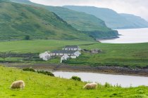 United Kingdom, Scotland, Highlands, Isle of Skye, Gesto Bay on the Isle of Skye, herd grazing on green meadow by mountains lake — Stock Photo