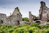 Великобритания, Шотландия, Абердиншир, Стоунхейвен, замок Данноттар развалины в зеленых цветущих кустах — стоковое фото