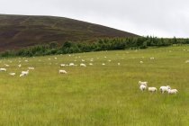 United Kingdom, Scotland, Moray, Keith, flock of sheep on pasture — Stock Photo