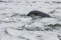 Royaume-Uni, Écosse, Highlands, Fort Isles, Black Isle, Chanonry Point, Tursiops swimming, Bottlenose Dolphins by the sea — Photo de stock