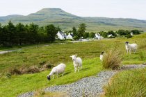Schafe und Ziegen grasen auf grünen Wiesen, Insel des Himmels, Hochland, Schottland, vereinigtes Königreich — Stockfoto