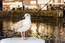 Royaume-Uni, Écosse, Argyll et Bute, Oban, oiseau dans le port d'Oban, remblai bondé en arrière-plan — Photo de stock