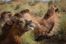 Uzbekistán, Nurota tumani, dos camellos bactrianos tendidos en la hierba - foto de stock