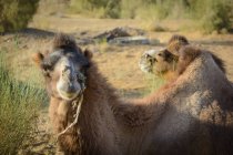 Uzbekistan, Nurota tumani, cammelli batterici con due dossi sdraiati al sole — Foto stock