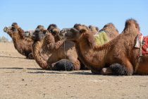 Узбекистан, Нурота тумани, верблюды лежат во время сафари в пустыне Кизилкум — стоковое фото