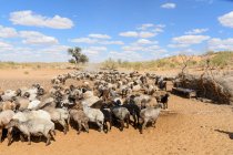 Usbekistan, Nurota Tumani, Schafe in der Wüste von Kizilkum — Stockfoto