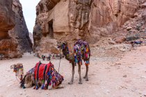Jordanie, gouvernement Ma'an, district de Petra, deux chameaux joliment décorés dans un desrt rocheux — Photo de stock