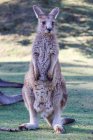 Australia, Tasmania, Parque de Conservación del Diablo de Tasmania, Canguro - foto de stock